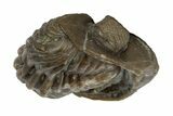 Wide, Enrolled Eldredgeops Trilobite Fossil - Ohio #188912-4